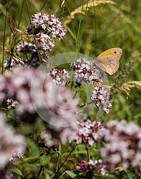 Small Heath feeding on nectar