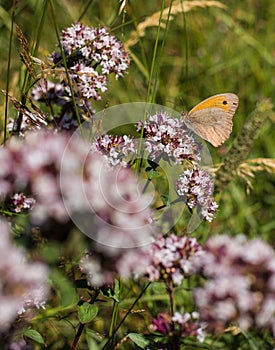 Small Heath feeding on nectar photo