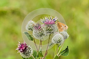 The small heath, an orange and brown butterfly, on thistle