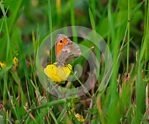 The Small Heath Sitting on Yellow Flower