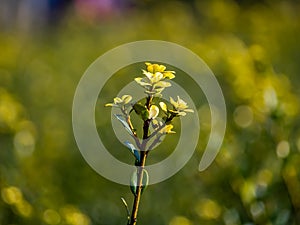 Small hedge leaves above a hedgerow