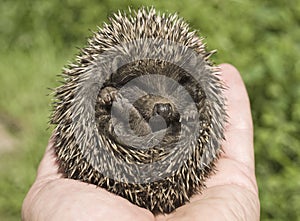Small hedgehog