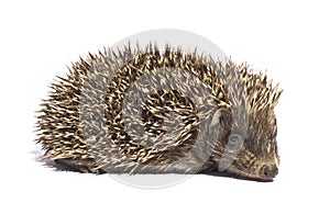 Small hedgehog