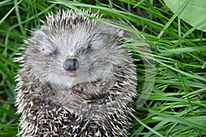 Small hedgehog