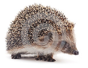 Small hedgehog.