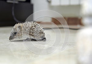 Small hedgehog with brown and white beaks. Erinaceinae. Walking on the floor of the house.