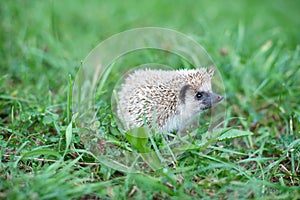 Small hedgehog exploring green grass in natural habitat