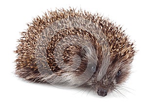 Small hedgehog