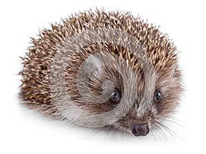 Small hedgehog