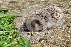 A small hedgehog in a garden