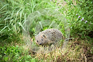 Small hedgehog in a grass