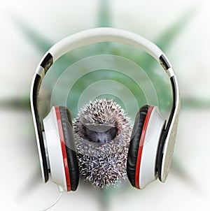 Small hedgehog in headphones listening to music. Concept. Relaxation.