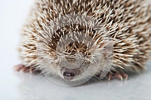 Small hedgehog tenrec