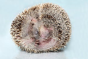 Small hedgehog tenrec