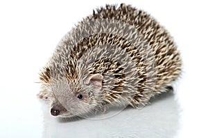 Small hedgehog tenrec