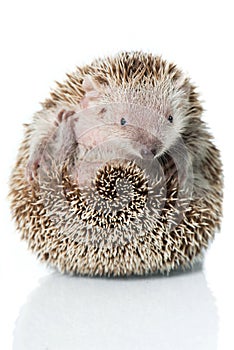 Small hedgehog tenrec