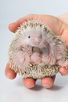 Small hedgehog tenrec