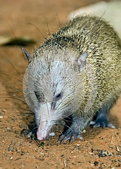 A small hedgehog tenrec is looking for a food