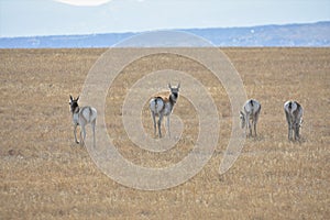 Small her of Pronghorn Antelope graze while one looks back