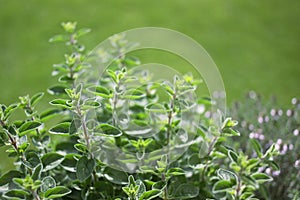 Small herb garden