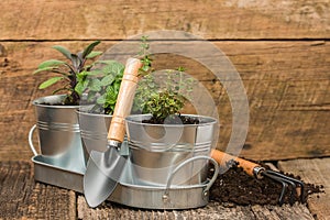 Small Herb Garden photo