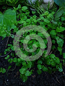 A small herb with two green leaves