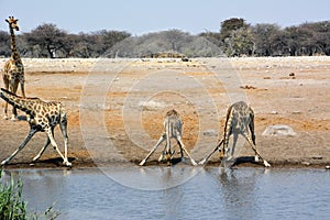 A small herd of adult giraffes came to drink at a lake in the Namibian savannah in Africa. The wild nature