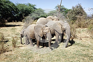 Small herd of African Elephants