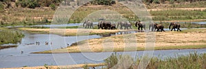 Small herd of African Elephants crossing single file the Sabi River in Kruger National Park in South Africa RSA