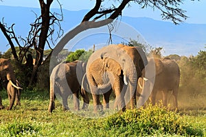 Small herd of african elephants. Kenya, Africa