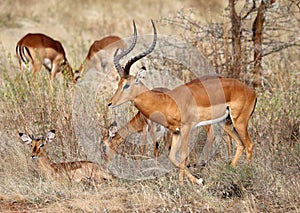 A small herd of antelope in masai mara