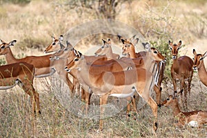 A small herd of antelope in masai mara