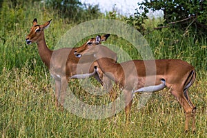 Small herd of antilopes. Tarangire, Tanzania photo