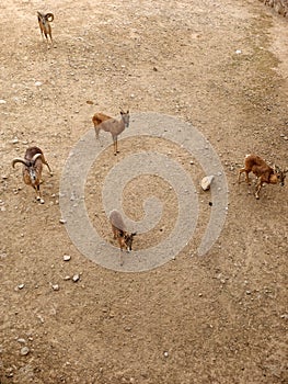 A small herd of argali mountain goats on a sandy territory. top view