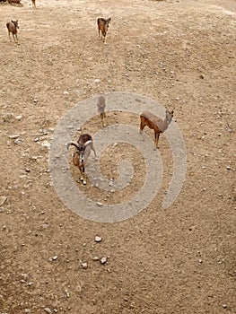 A small herd of argali mountain goats on a sandy territory. top view