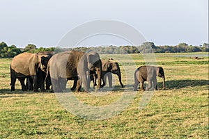 Small herd of Asian elephants