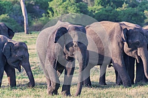 Small herd of Asian elephants