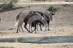 Small herd of Black Wildebeest, Connochaetes gna, he`s standing by the lake