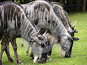 small herd of Blue Wildebeest, Connochaetes taurinus, grazes on a green field