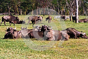 Small herd of buffalo at resting. Masai Mara, Kenya. Africa