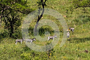 A small herd of Burchell`s zebra