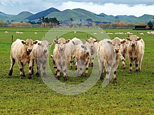Small Herd of Charolais