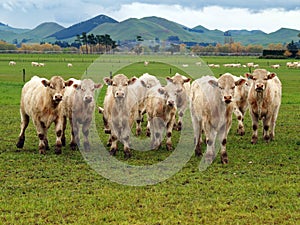 Small Herd of Charolais photo