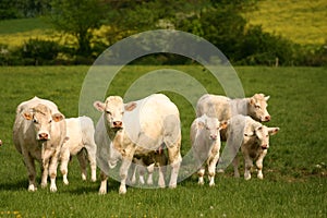 Small herd of cows