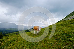 Small herd of cows graze in the Alpine meadow
