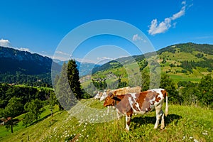 Small herd of cows graze in the Alpine meadow