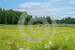 A small herd of cows grazing in a field and a green forest on a summer day