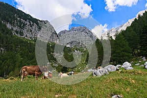 Small herd of cows grazing on a mountain pasture