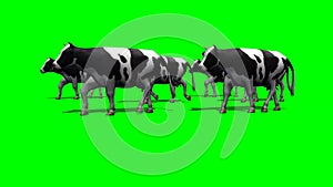 Small herd cows - green screen