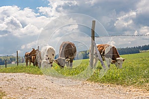 Small herd of cows with horns on a pasture in Unterallaeu, Bavaria eats grass and is fenced with barbed wire